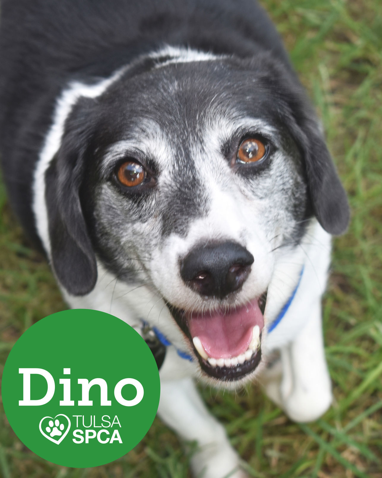 Dino